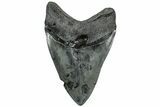 Fossil Megalodon Tooth - South Carolina #310016-2